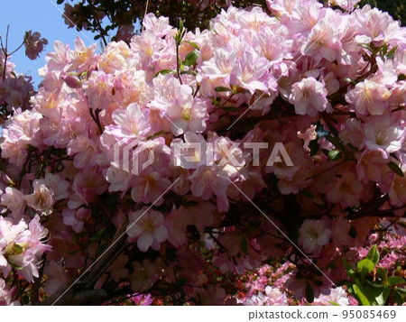 Azalea Tatebayashi City, Gunma Prefecture Tsutsujigaoka Park About 10,000 old azalea trees Photographed in May 2007 95085469
