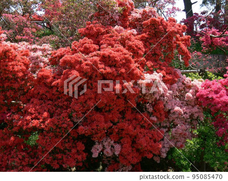 Azalea Tatebayashi City, Gunma Prefecture Tsutsujigaoka Park About 10,000 old azalea trees Photographed in May 2007 95085470