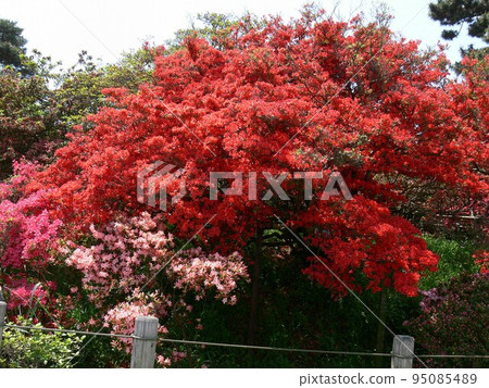 杜鵑花 群馬縣立林市 辻丘公園 約10,000棵杜鵑花古樹 攝於2007年5月 杜鵑花 群馬縣立林市 辻丘公園 約10,000棵杜鵑花古樹 攝於2007年5月 95085489