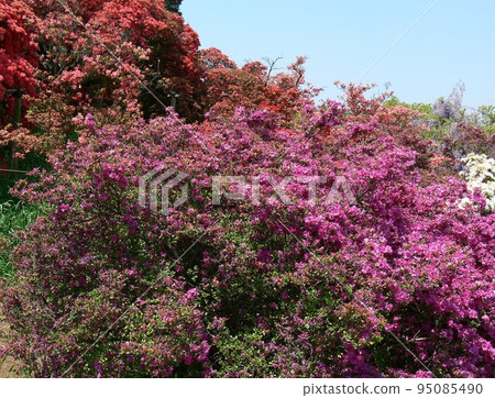 杜鵑花 群馬縣立林市 辻丘公園 約10,000棵杜鵑花古樹 攝於2007年5月 杜鵑花 群馬縣立林市 辻丘公園 約10,000棵杜鵑花古樹 攝於2007年5月 95085490