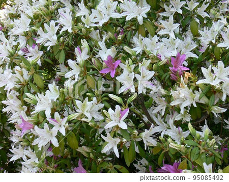 Azalea Tatebayashi City, Gunma Prefecture Tsutsujigaoka Park About 10,000 old azalea trees Photographed in May 2007 95085492