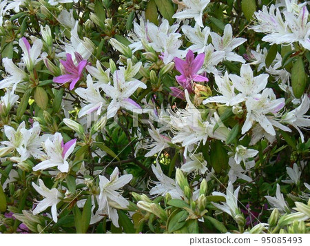 Azalea Tatebayashi City, Gunma Prefecture Tsutsujigaoka Park About 10,000 old azalea trees Photographed in May 2007 95085493