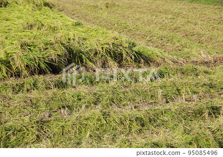 A view of fallen rice plants being neatly harvested after the typhoon season. A view of fallen rice plants being neatly harvested after the typhoon season. 95085496