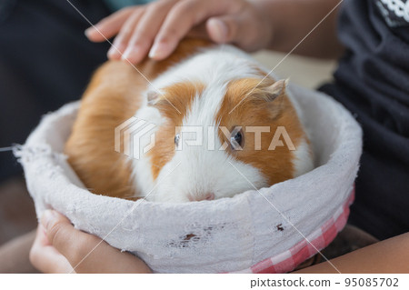 可愛的豚鼠 95085702