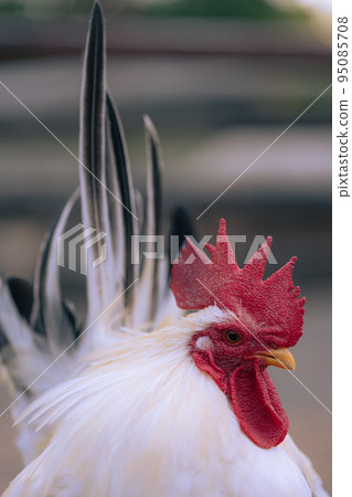 gallant chicken 95085708