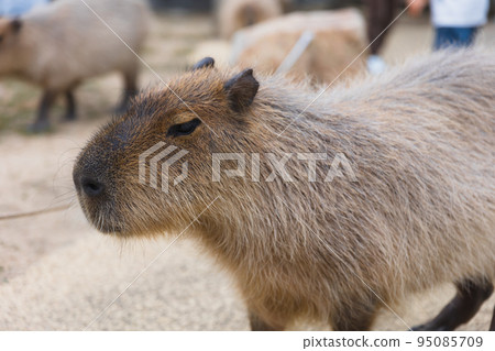 Himeji Central Park Capybara 95085709