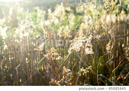 A cottony leaf that glows in the backlight 95085845