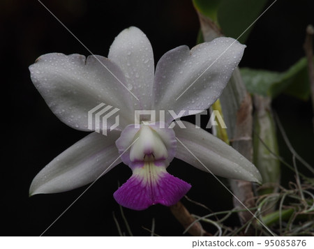 Cattleya walkeriana Cattleya walkeriana Cattleya walkeriana Cattleya walkeriana 95085876