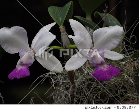 卡特蘭walkeriana 卡特蘭walkeriana 卡特蘭walkeriana 卡特蘭walkeriana 95085877
