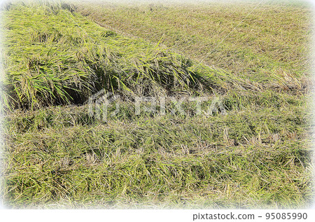 A scene of skillfully harvesting fallen rice after the typhoon season (illustration style) A scene of skillfully harvesting fallen rice after the typhoon season (illustration style) 95085990