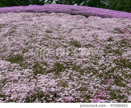 Shibazakura Tatebayashi City, Gunma Prefecture Wild Bird Forest Nature Park Flower Garden About 250,000 moss phlox Taken in May 2007 Shibazakura Tatebayashi City, Gunma Prefecture Wild Bird Forest Nature Park Flower Garden About 250,000 moss phlox Taken in May 2007 95086062