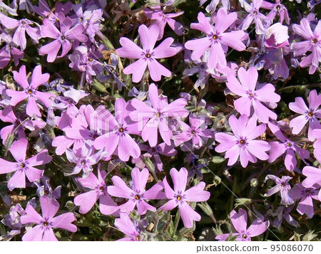 Shibazakura Tatebayashi City, Gunma Prefecture Wild Bird Forest Nature Park Flower Garden About 250,000 moss phlox Taken in May 2007 Shibazakura Tatebayashi City, Gunma Prefecture Wild Bird Forest Nature Park Flower Garden About 250,000 moss phlox Taken in May 2007 95086070