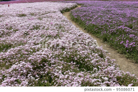 Shibazakura Tatebayashi City, Gunma Prefecture Wild Bird Forest Nature Park Flower Garden About 250,000 moss phlox Taken in May 2007 Shibazakura Tatebayashi City, Gunma Prefecture Wild Bird Forest Nature Park Flower Garden About 250,000 moss phlox Taken in May 2007 95086071