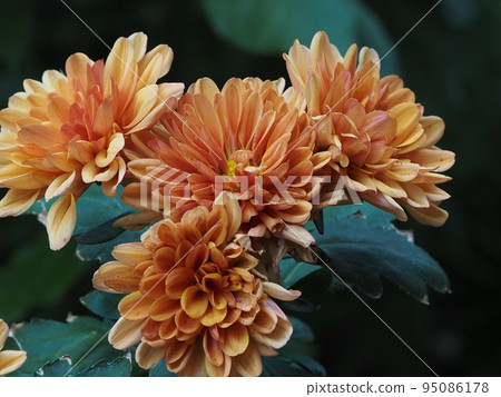 花園裡的橙色菊花 花園裡的橙色菊花 95086178