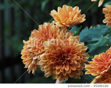 盆栽橙菊 盆栽橙菊 95086180