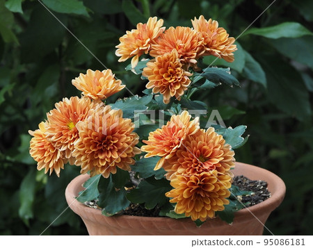 盆栽橙菊 盆栽橙菊 95086181
