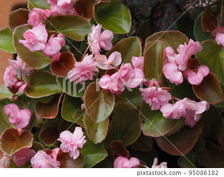 花園裡的雙花海棠 花園裡的雙花海棠 95086182