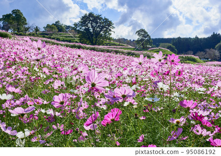 秋季,高原列出高原 秋季,高原列出高原 95086192