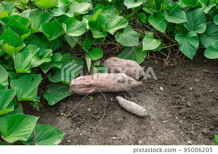 Harvested sweet potato 95086205