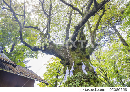 熊野神社的信濃樹 熊野神社的信濃樹 95086568