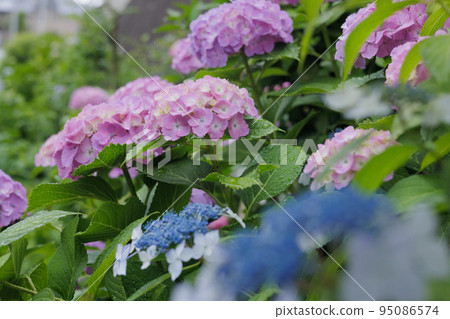 繡球花背景畫 95086574