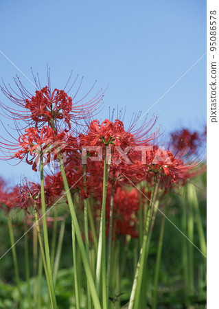A cluster amaryllis in blue sky 95086578