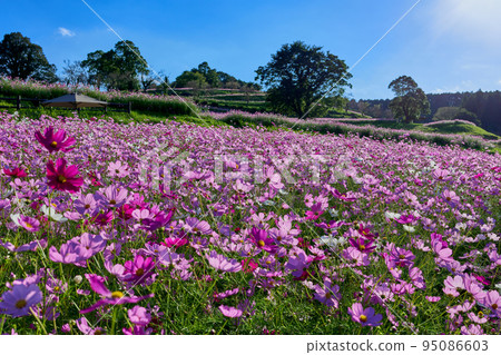 秋季,高原列出高原 秋季,高原列出高原 95086603