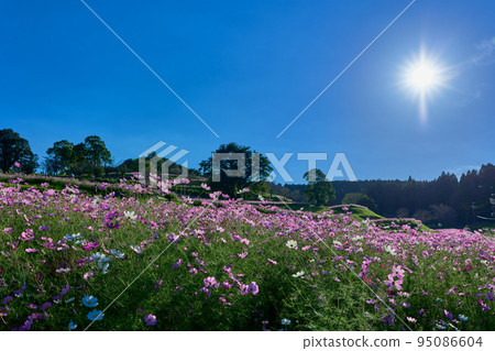 秋天的太陽和波斯菊領域的上市高地 秋天的太陽和波斯菊領域的上市高地 95086604