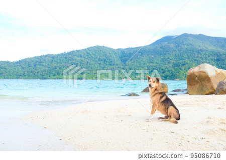 Yellow brown tradition dog sitting on beach look to sea Yellow brown tradition dog sitting on beach look to sea 95086710