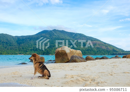 Yellow brown tradition dog sitting on beach look to sea Yellow brown tradition dog sitting on beach look to sea 95086711