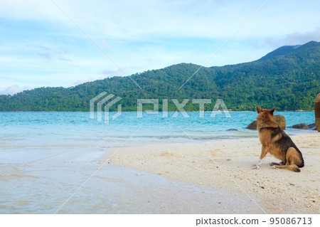 Yellow brown tradition dog sitting on beach look to sea Yellow brown tradition dog sitting on beach look to sea 95086713