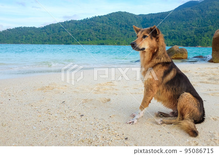 Yellow brown tradition dog sitting on beach look to sea Yellow brown tradition dog sitting on beach look to sea 95086715