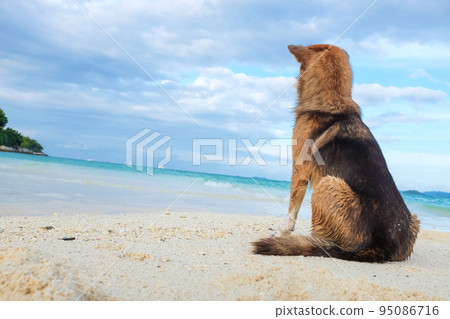 Yellow brown tradition dog sitting on beach look to sea Yellow brown tradition dog sitting on beach look to sea 95086716