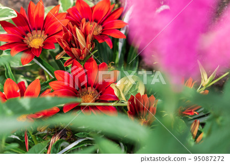 Red gazania flowers blooming in the flower bed close-up 95087272