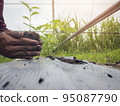 Closeup of hand male farmer holds a tree seedling in his hand to plant in the vegetable plot. Seedling plant sprout in soil. Concept agriculture farming 95087790