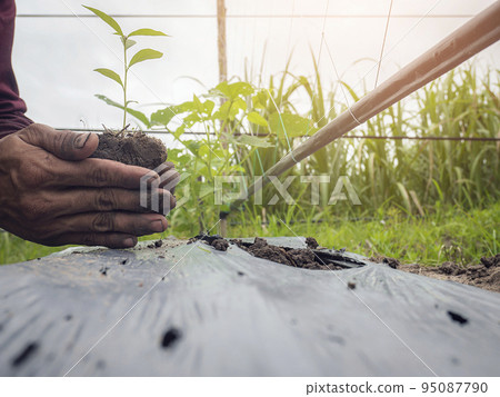 Closeup of hand male farmer holds a tree seedling in his hand to plant in the vegetable plot. Seedling plant sprout in soil. Concept agriculture farming 95087790