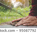 Closeup of hand male farmer holds a tree seedling in his hand to plant in the vegetable plot. Seedling plant sprout in soil. Concept agriculture farming 95087792