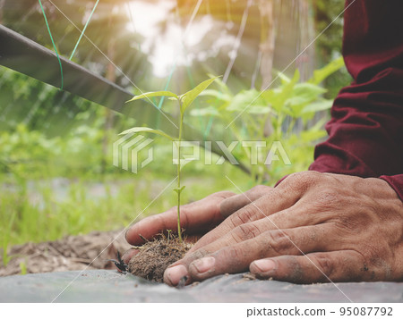 Closeup of hand male farmer holds a tree seedling in his hand to plant in the vegetable plot. Seedling plant sprout in soil. Concept agriculture farming 95087792
