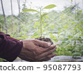 A male farmer holds a tree seedling in his hand to plant in the vegetable plot. Seedling plant sprout in soil. Concept agriculture farming 95087793