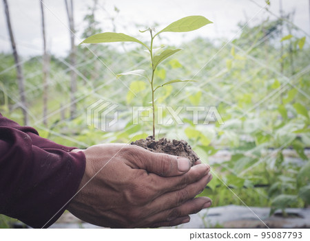 A male farmer holds a tree seedling in his hand to plant in the vegetable plot. Seedling plant sprout in soil. Concept agriculture farming 95087793
