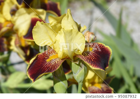Tall bearded iris High Command Tall bearded iris High Command 95087932