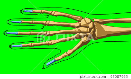 Human skeleton anatomy distal phalanges bones for medical concept 3D illustration Human skeleton anatomy distal phalanges bones for medical concept 3D illustration 95087933