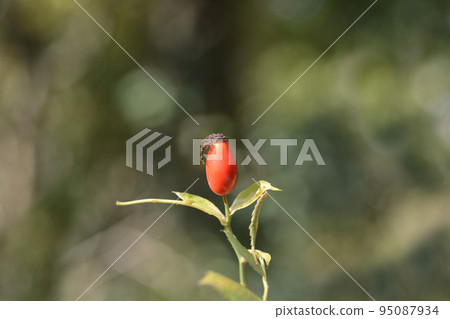 Dog rose Dog rose 95087934
