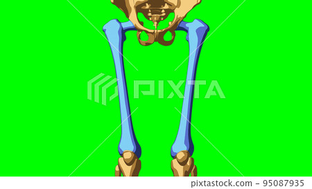 Human skeleton Femur anatomy for medical concept 3D illustration Human skeleton Femur anatomy for medical concept 3D illustration 95087935
