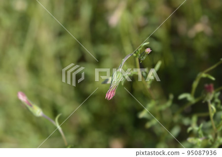 Spreading fleabane Spreading fleabane 95087936