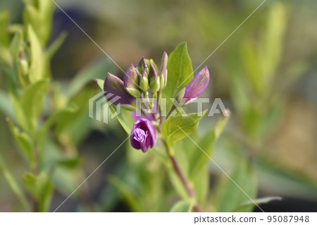 Myrtle-leaf milkwort 95087948