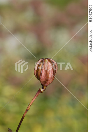 Henrys lily Henrys lily 95087962