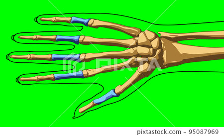 Human skeleton anatomy proximal phalanges bones for medical concept 3D illustration 95087969