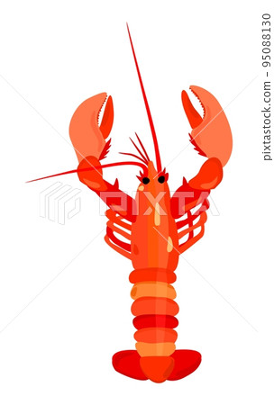 Vector isolated illustration of lobster. 95088130