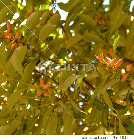 Acorn tree 95088391